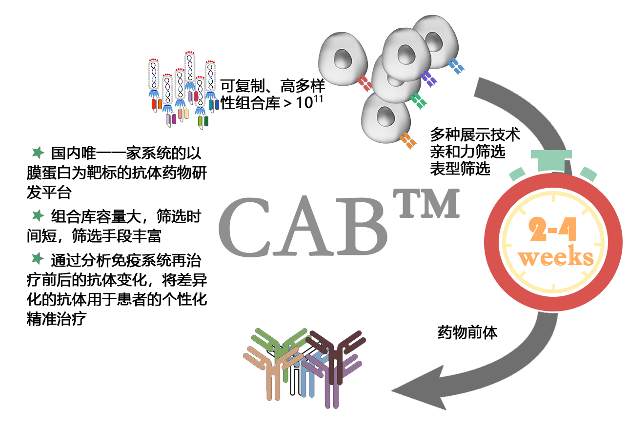 CAB 組合抗體庫技術(shù)(圖1)